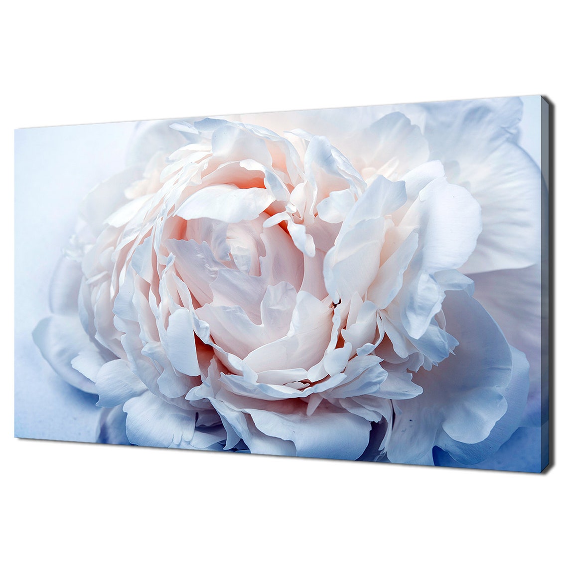 White Peony Flower Close Up Soft Pink Petals Botanical Wall Art