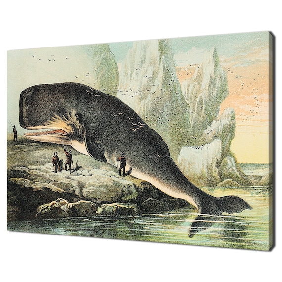 Vintage Sperm Whale 1880 Naturalist Illustration Arctic Hunt Chromolithograph Print