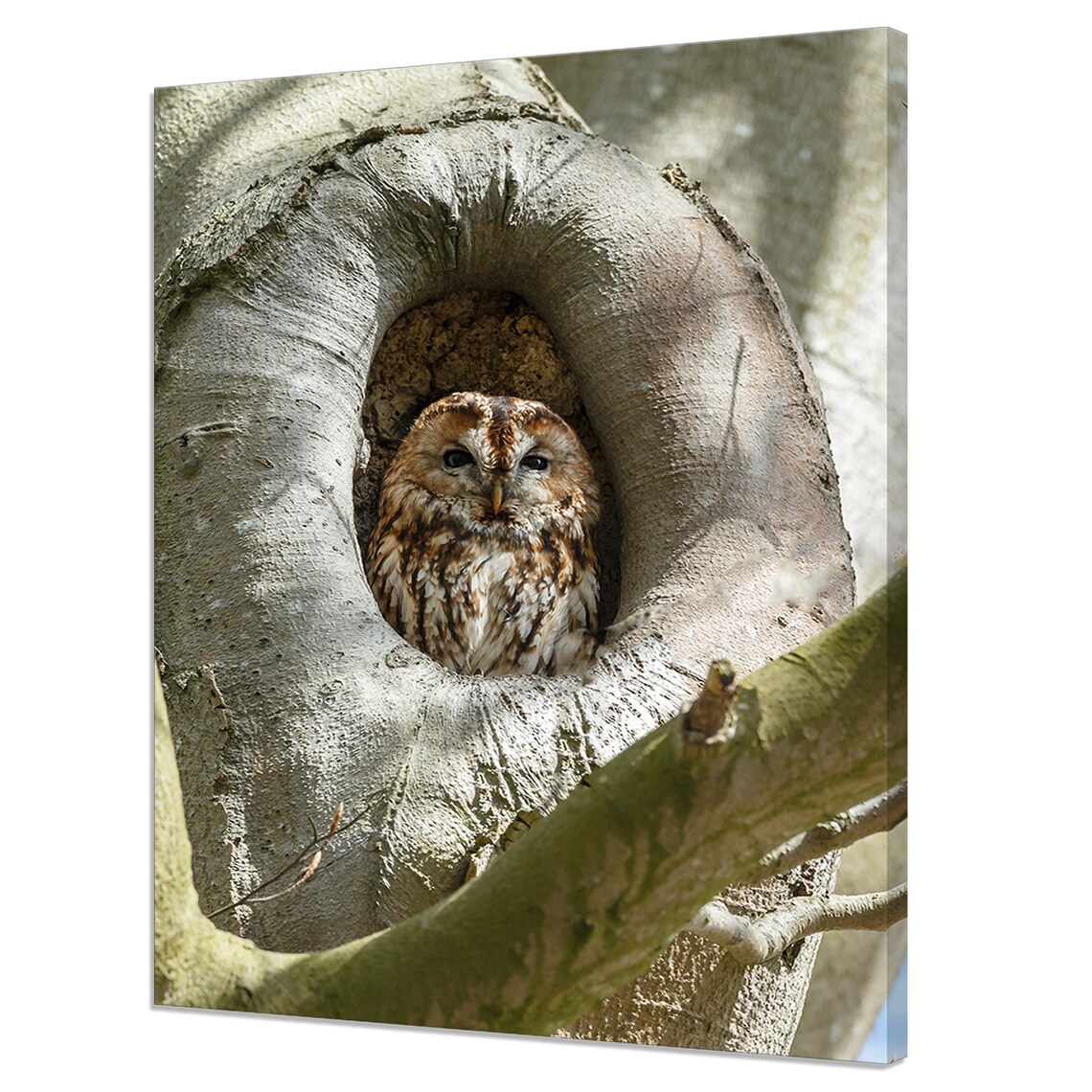Tawny Owl Peeking From Tree Hollow Brown Bird Wildlife Photo Wall Art