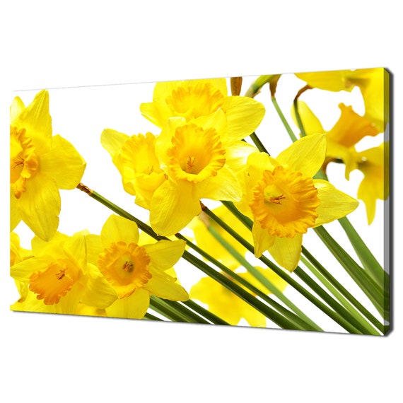 Yellow Daffodils Narcissus, Modern Spring Art Print