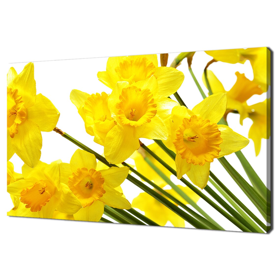 Yellow Daffodils Narcissus, Modern Spring Art Print