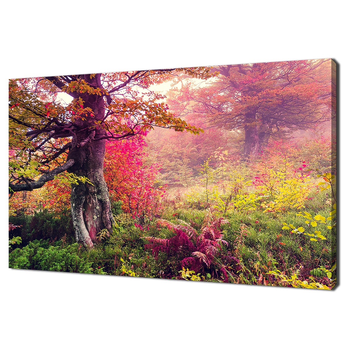 Misty Colorful Autumn Forest With Vibrant Fall Foliage Photo Poster