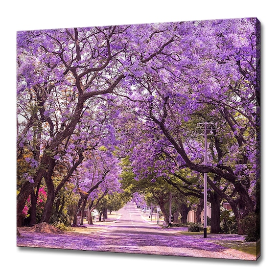 Jacaranda Trees Modern Art Print, Violet Alley