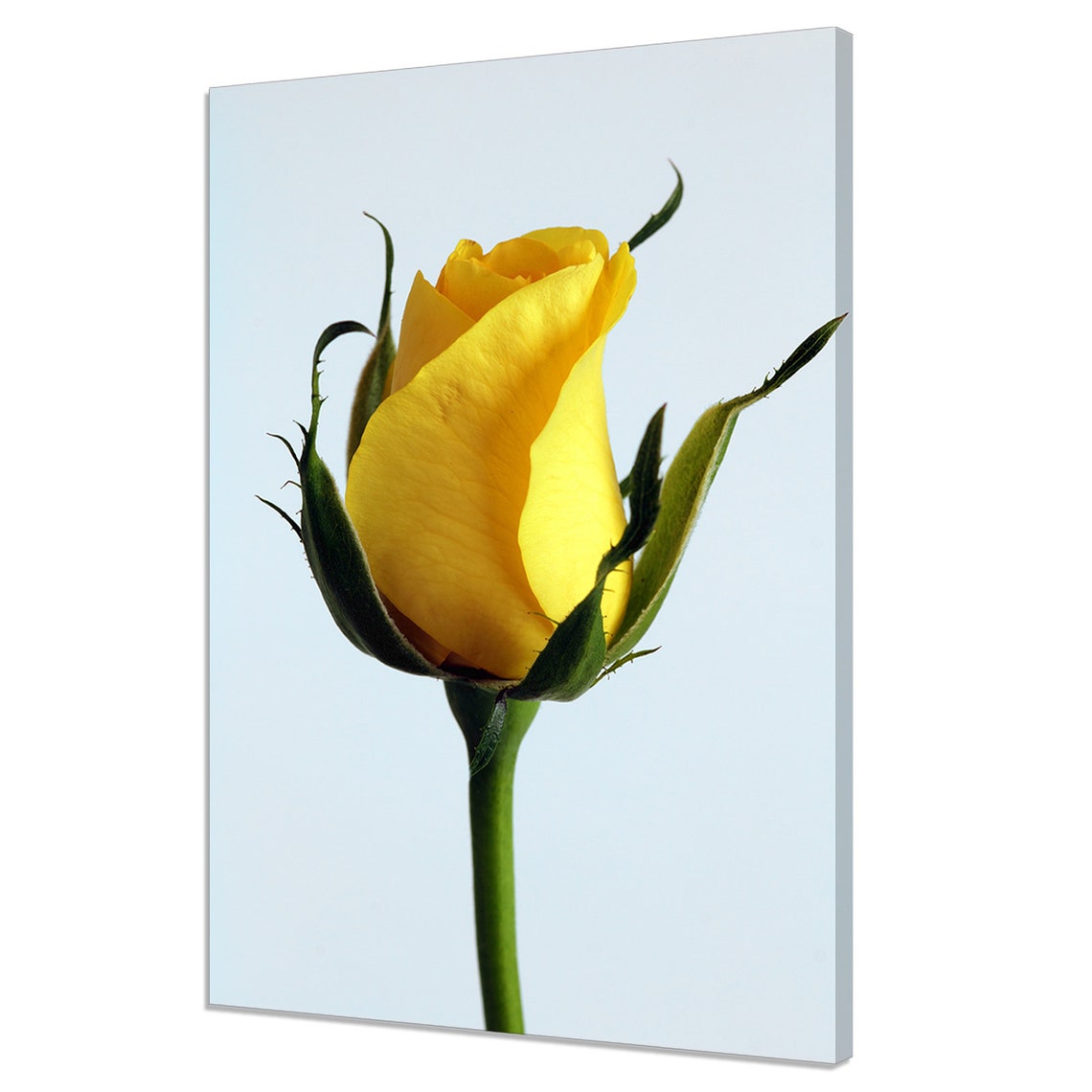 Single Yellow Rose Bud Close Up Botanical Flower Photo Poster