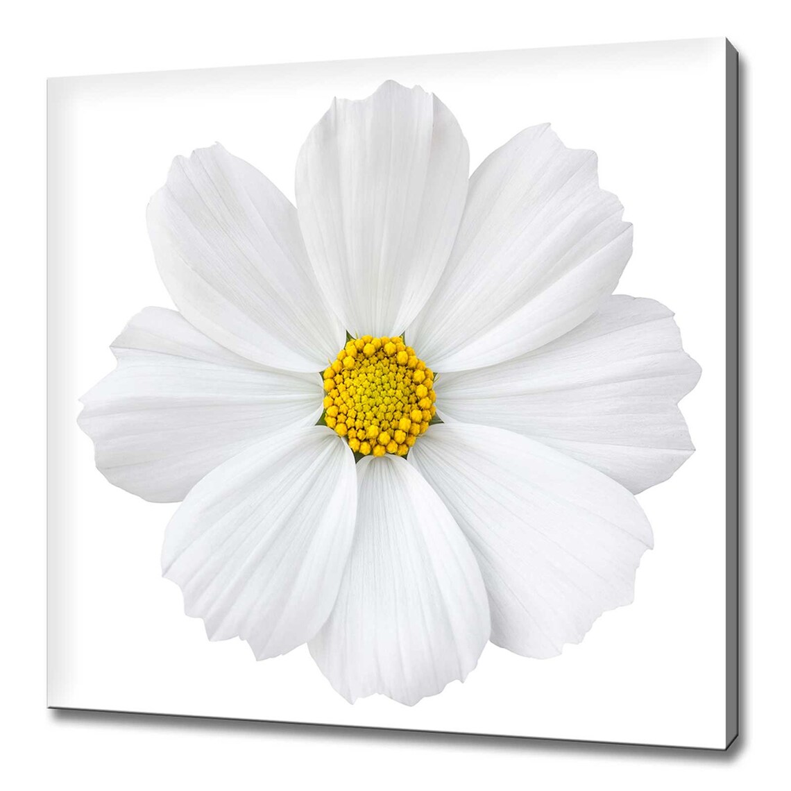 White Cosmos Flower Yellow Center Minimalist Floral Wall Art Poster