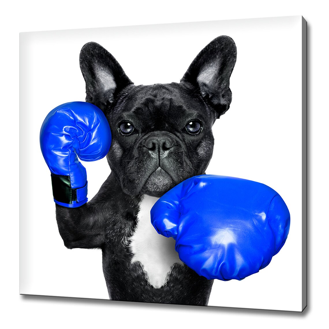French Bulldog Wearing Blue Boxing Gloves Funny Dog Portrait Poster