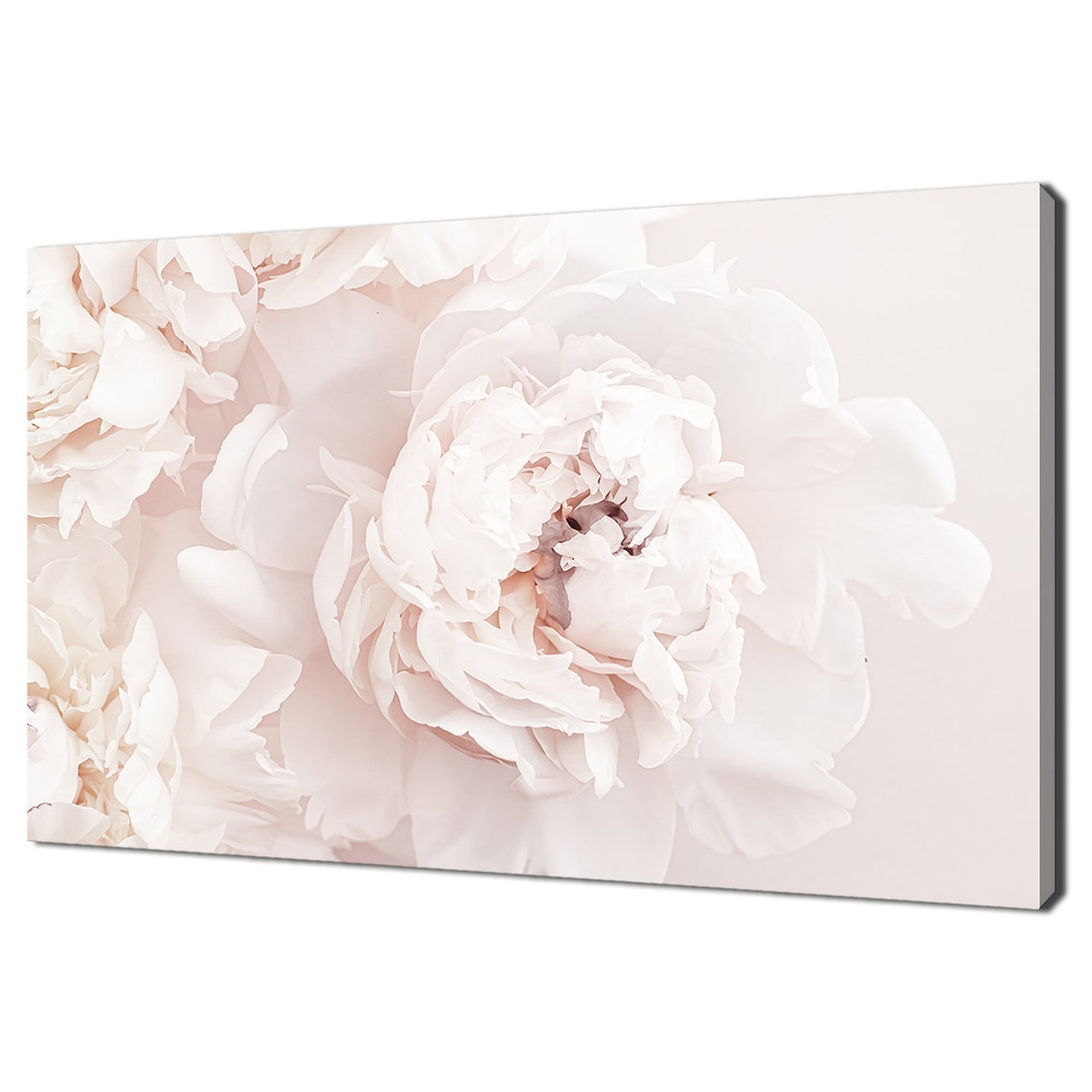 White Blush Peony Flowers Soft Pastel Floral Photography Print