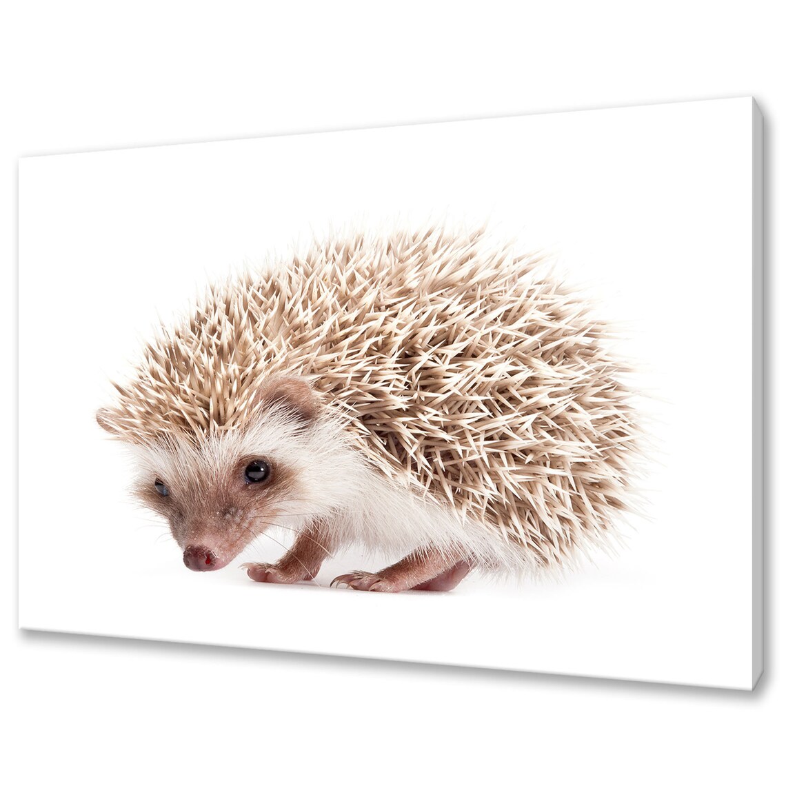 Cute Hedgehog Portrait On White Background Adorable Animal Wall Art Print