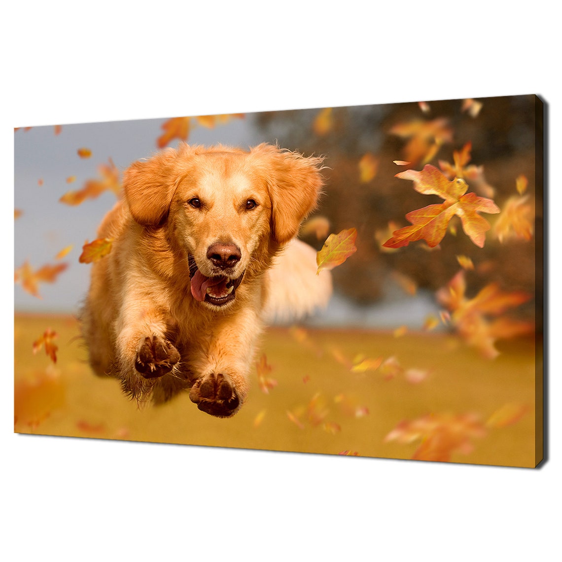 Golden Retriever Jumping Through Autumn Leaves Dog Photo Print