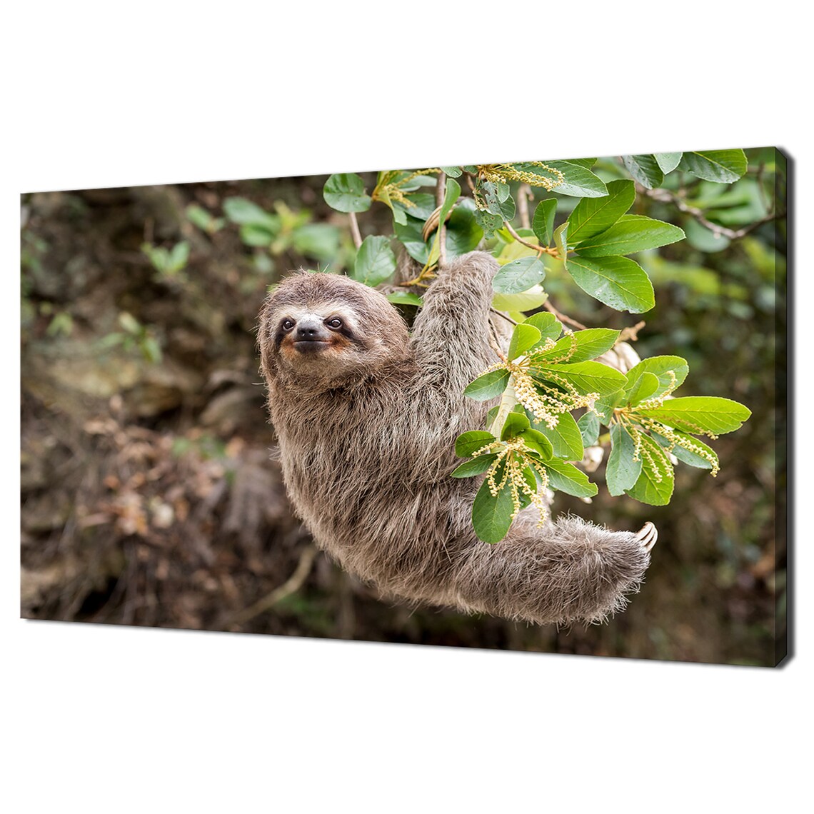 Cute Sloth Hanging On Tree Branch Lush Jungle Leaves Animal Photo Print