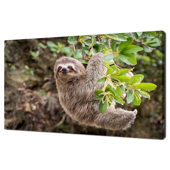 Cute Sloth Hanging On Tree Branch Lush Jungle Leaves Animal Photo Print