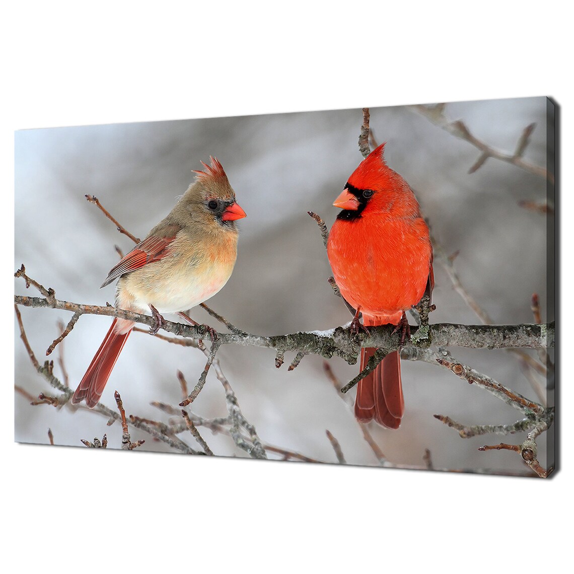Northern Cardinal Birds Pair Red Winter Branch Wildlife Photo Poster