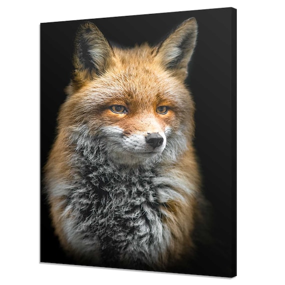 Red Fox Portrait On Black Background Wildlife Photography Animal Art Print