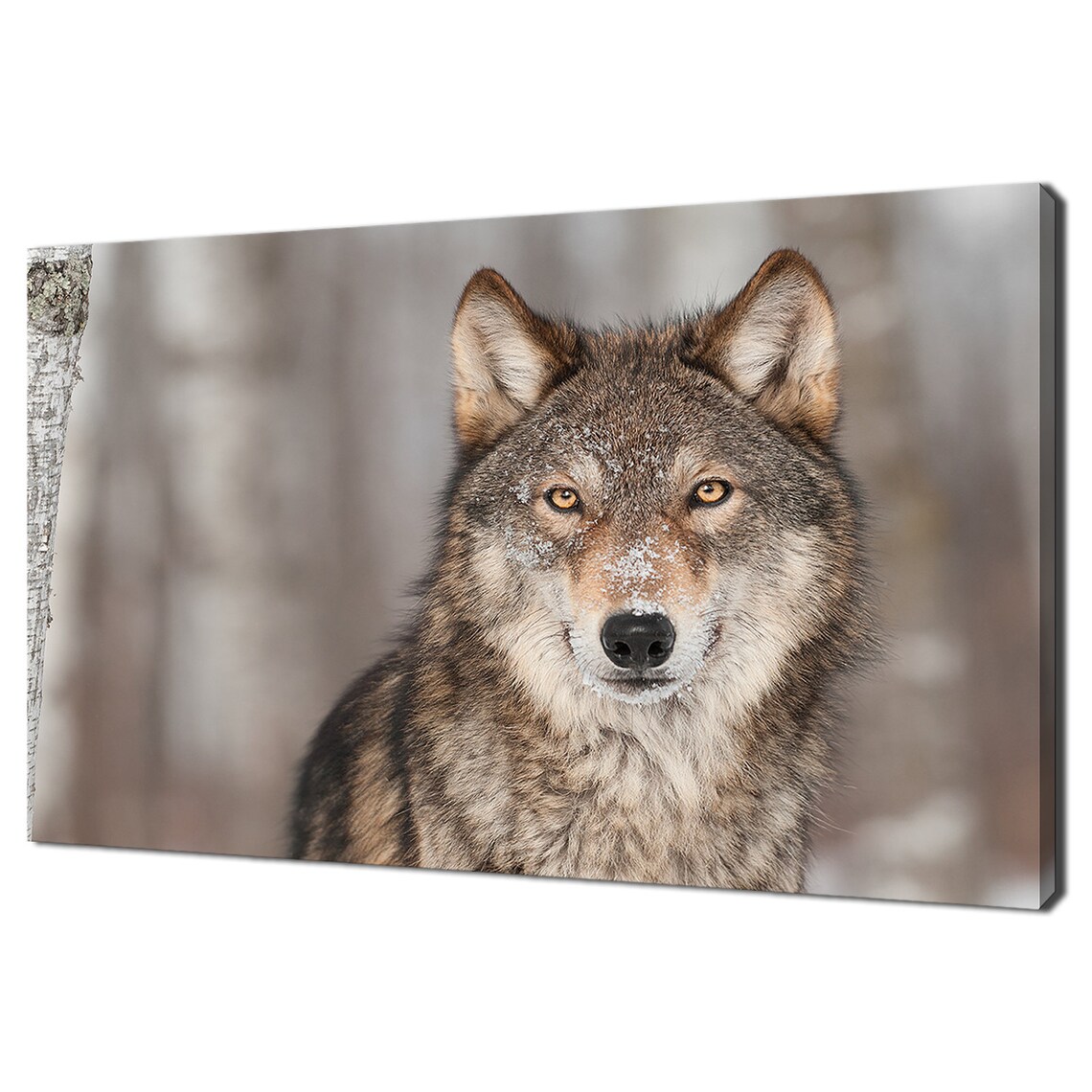 Majestic Gray Wolf Portrait in Winter Forest Amber Eyes Wildlife Art Poster