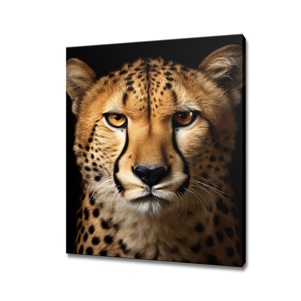 Cheetah Close Up Portrait Amber Eyes Black Background Wildlife Poster
