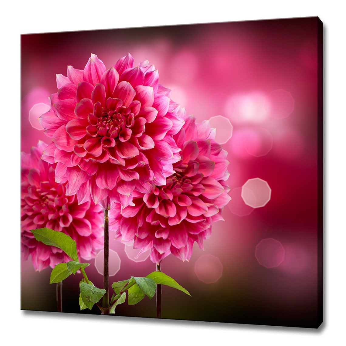 Pink Dahlia Flowers Close-Up On Dark Blurred Background Floral Poster