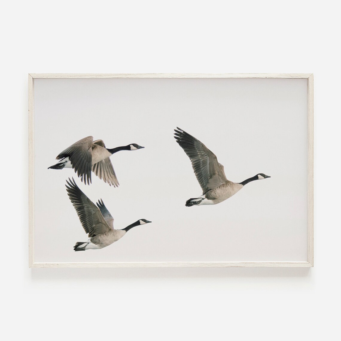 Three Geese Flying Goose Migration Wildlife Print