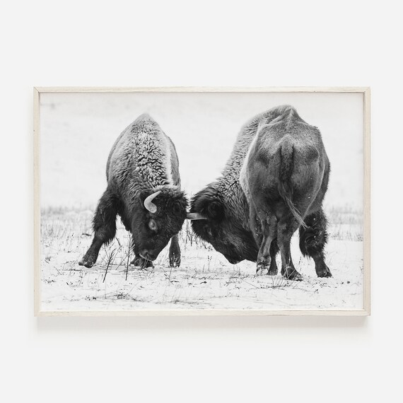 Black And White Bison Poster Wild West Photography Minimalist Home Decor Wall Art Buffalo Modern Western