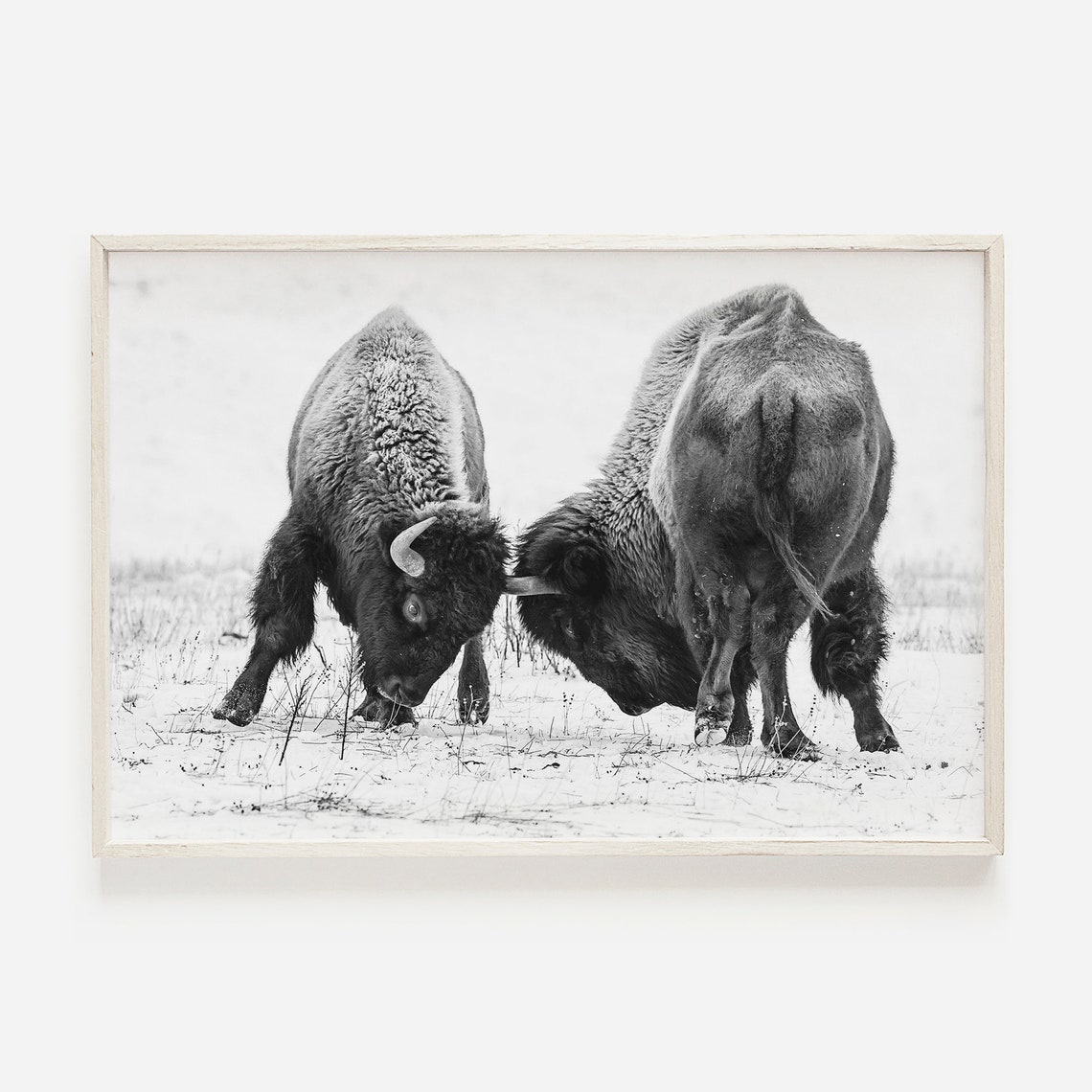 Two Bison Locking Horns Black And White Winter Photography Poster
