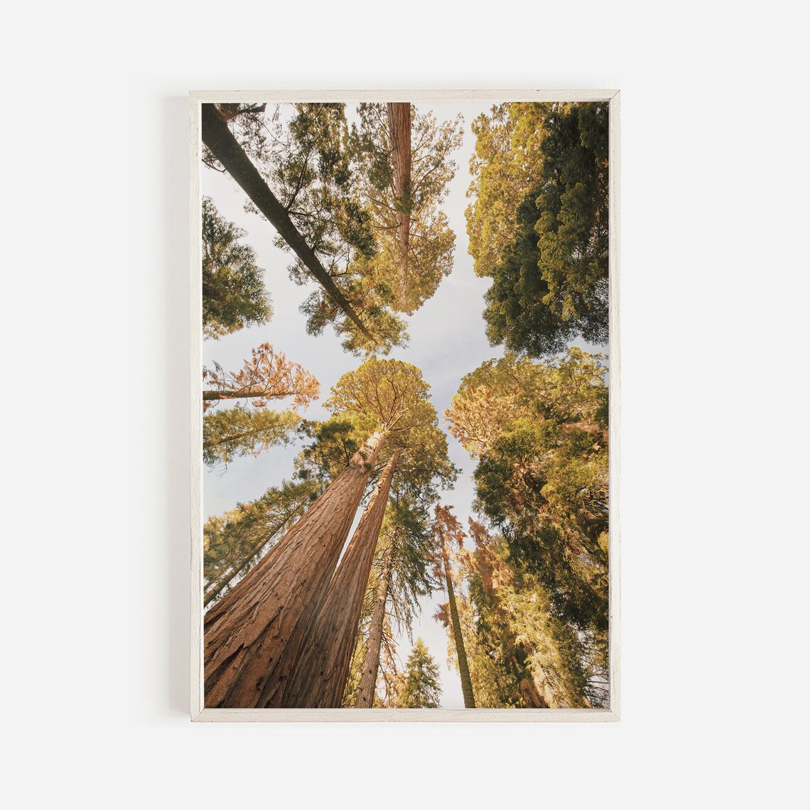 Redwood Trees Forest Art Print, Eureka Rustic