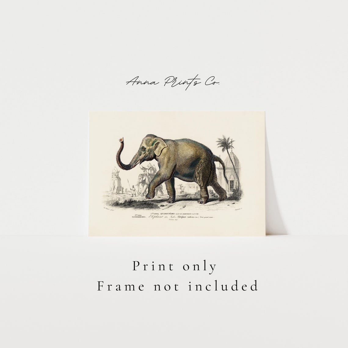 Asiatic Elephant Vintage Natural History Illustration Art Print - Image 3