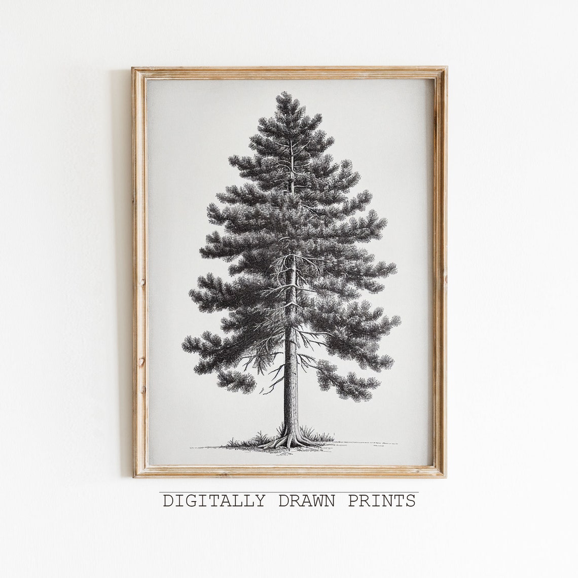 Vintage Pine Tree Art Vintage Wall Art Antique Sketch Print Tree Drawing Artwork For Wall - Image 2