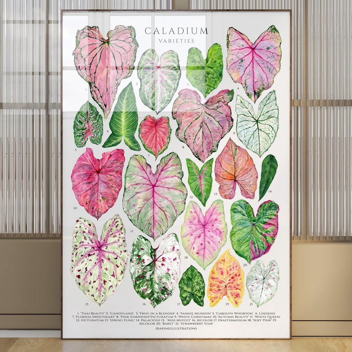 Caladium Varieties Pink Tropical Leaf Botanical Species Chart Poster