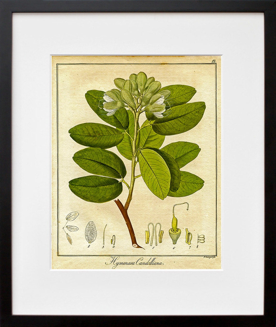 Botanical Hymenaea Candolliana Print Vintage Plant Illustration Art