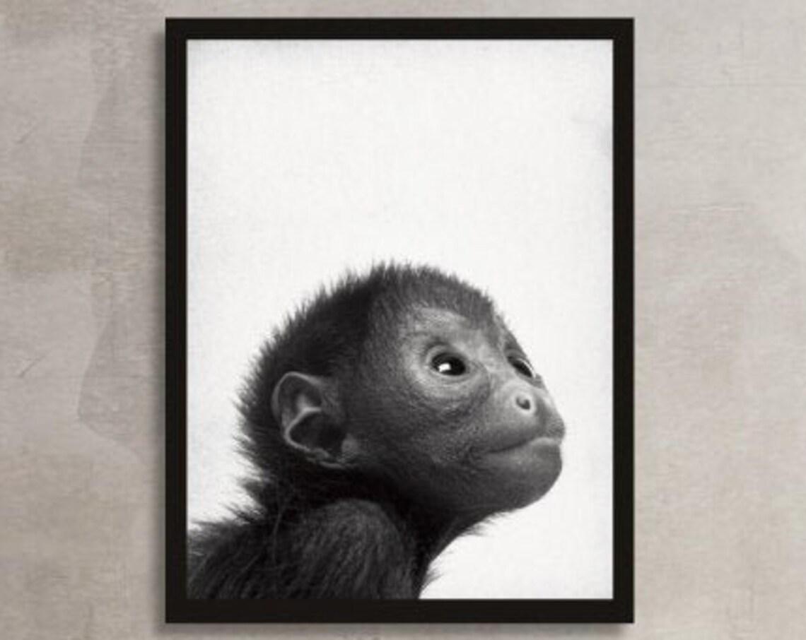 Baby Monkey Close Up Portrait Black White Jungle Animal Photo Poster