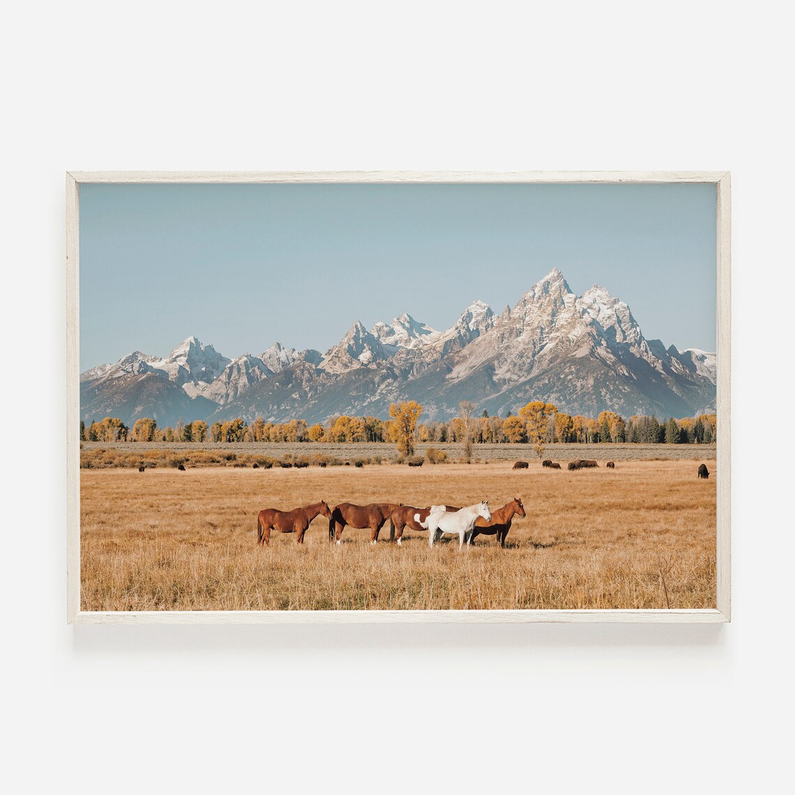 Horses in Wheat Field, Grand Teton National Park Art Print