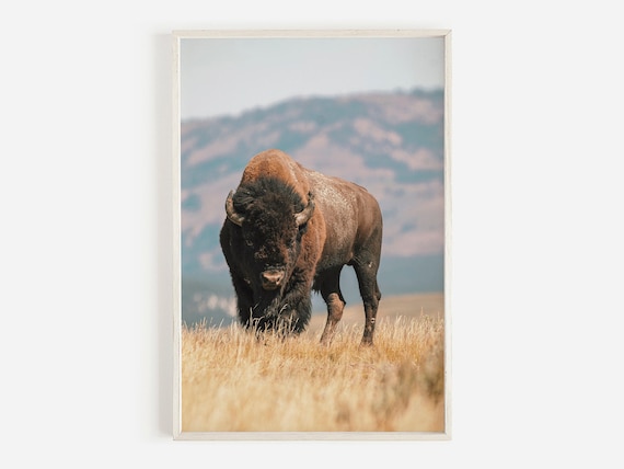 Buffalo Print, Southwestern Farmhouse Wall Art