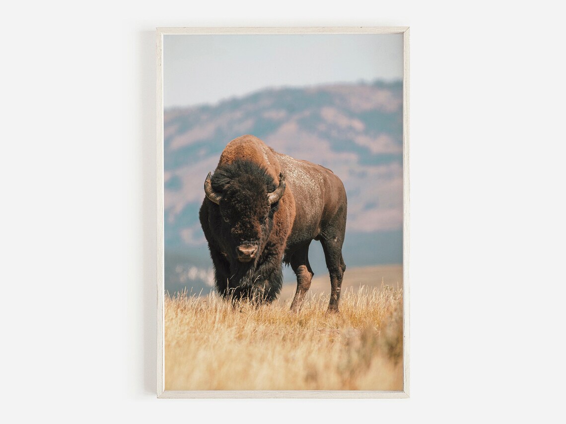 Buffalo Print, Southwestern Farmhouse Wall Art