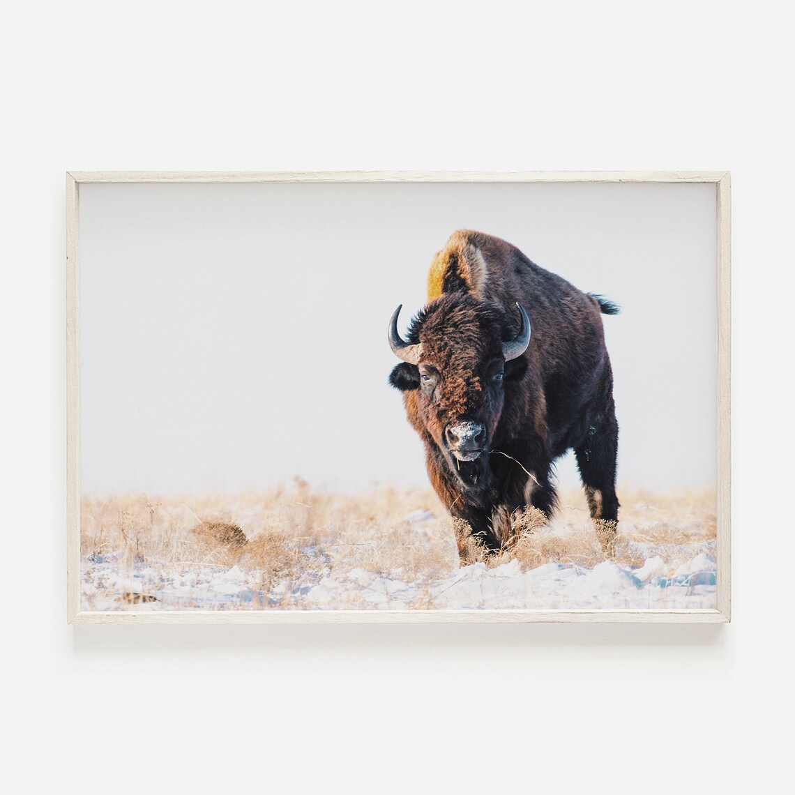 Bison Print, Western Landscape Farmhouse Art Print