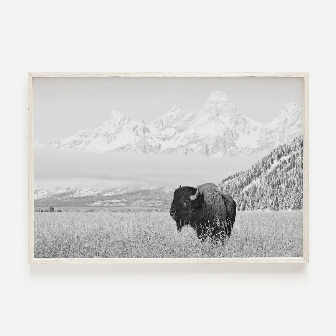 Black and White Bison in Grand Teton Wyoming Art Print