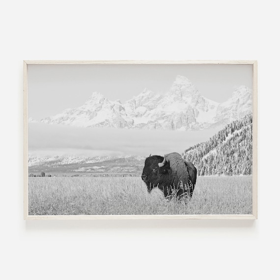 Black and White Bison in Grand Teton Wyoming Art Print