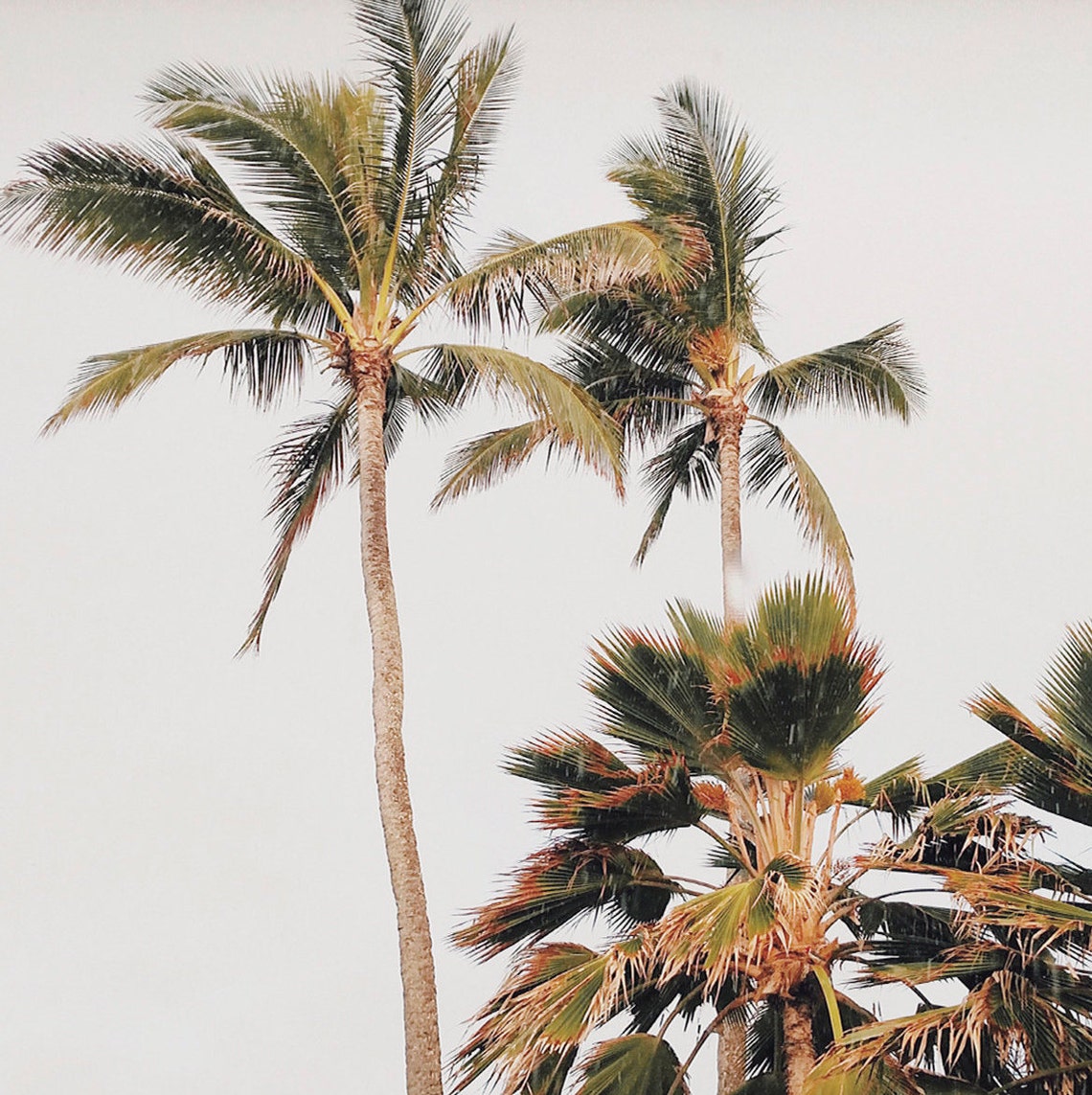 Palm Tree Frame Tv Art Frame Tv Art Tropical Beach Art Art Palm Tree Photo Botanical Frame Tv Art - Image 2