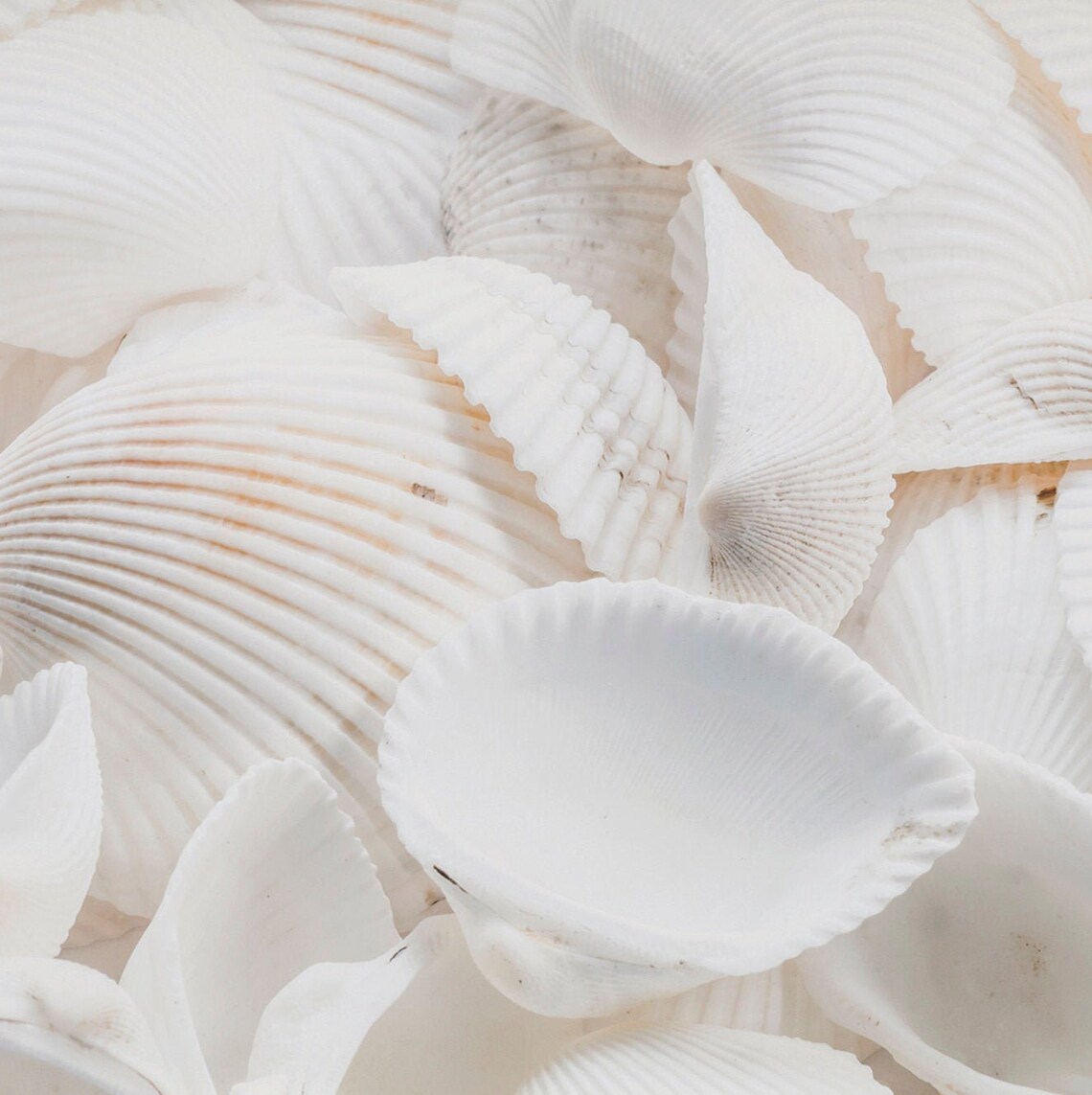 Sea Shell Photo Neutral Beach Art Print, Boho - Image 2