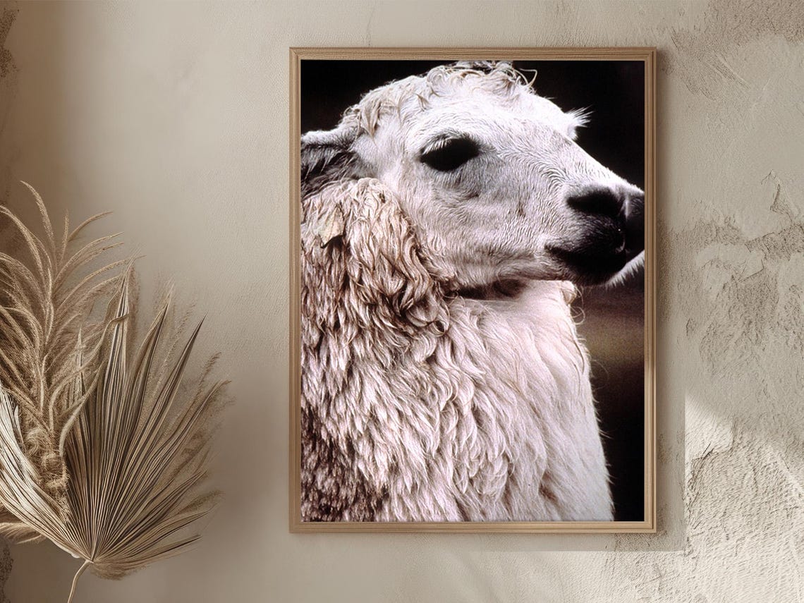 Peru White Llama Close Up Portrait Woolly Andes Wildlife Poster