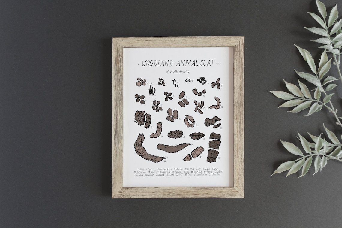 Animal Scat Print, Woodland Field Guide Poster - Image 3