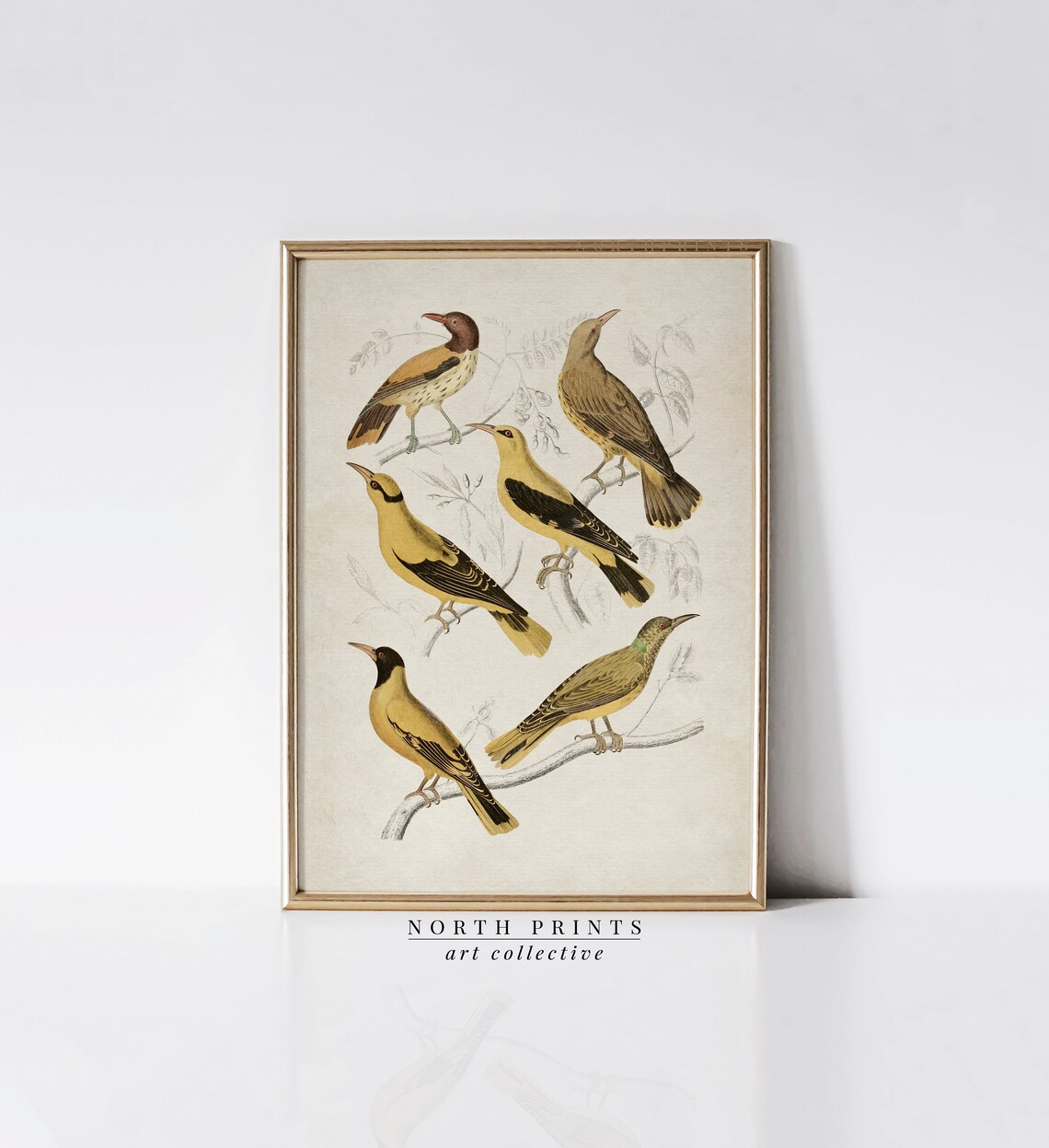 Vintage Golden Oriole Bird Illustration Antique Ornithology Wall Art - Image 3