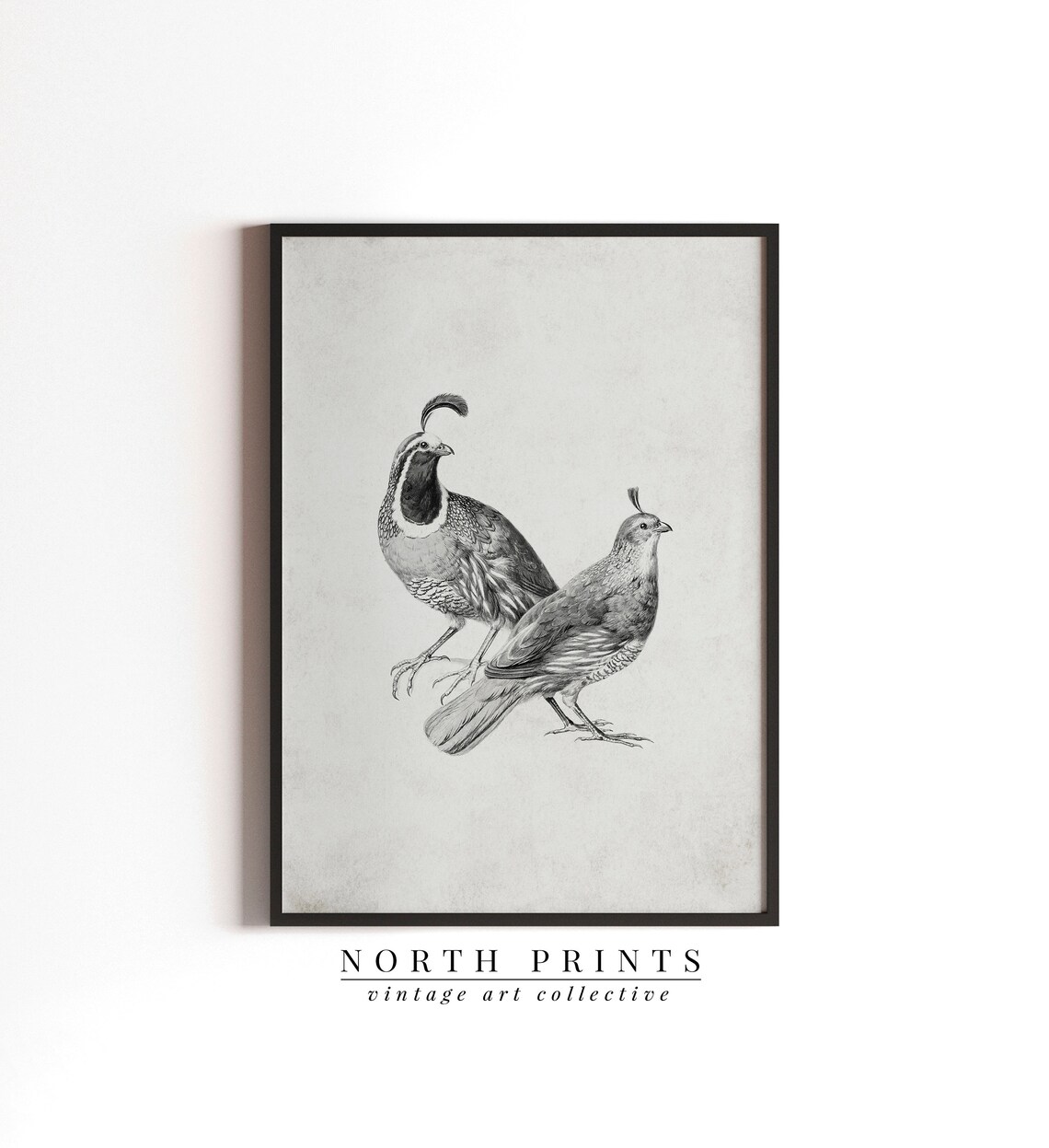 Vintage Quail Drawing, Neutral Farmhouse Art Print - Image 3