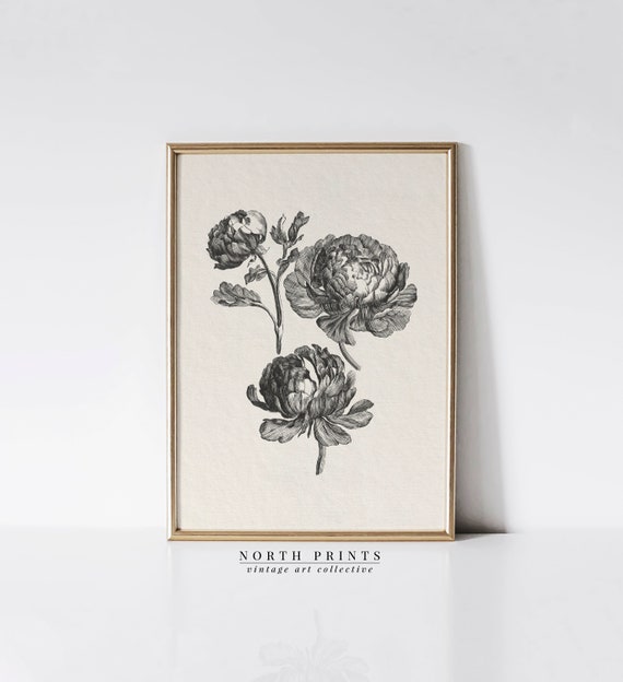 Vintage Peony Botanical Sketch, Farmhouse Kitchen Decor