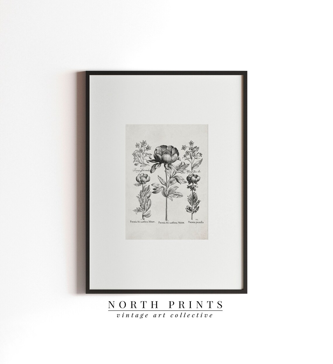 Vintage Botanical Drawing, Rustic Flower Study - Image 3