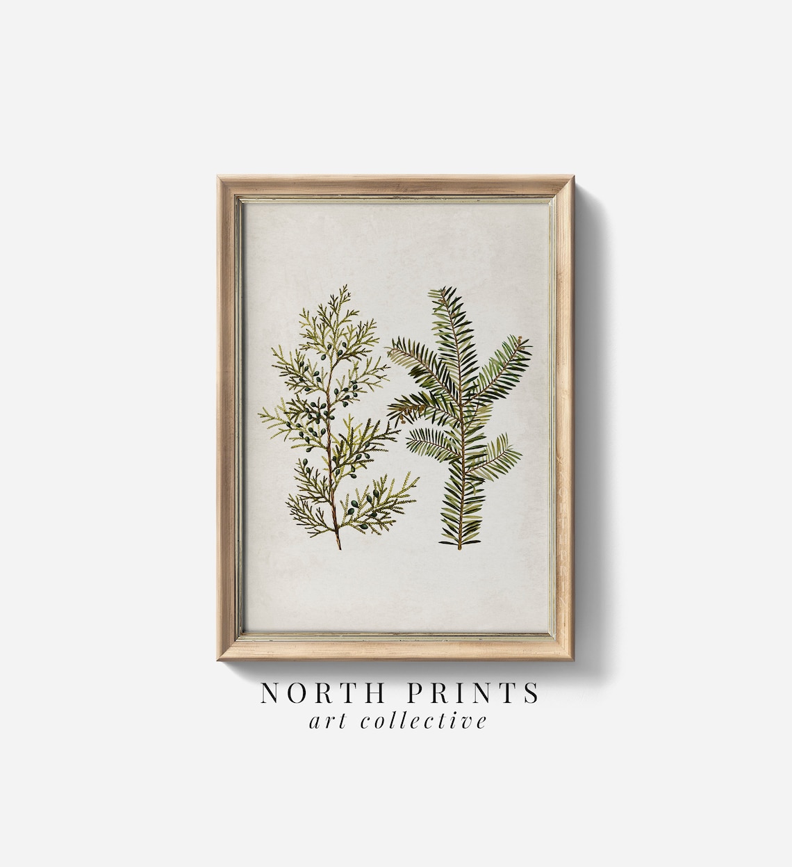 Cedar Fir Evergreen Branches Botanical Winter Vintage Art Print