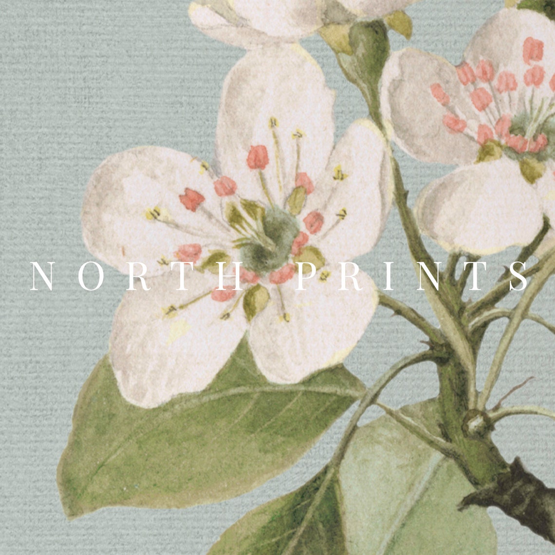 Vintage White Blossom Botanical Blue Gray Nursery Room Art Poster - Image 2
