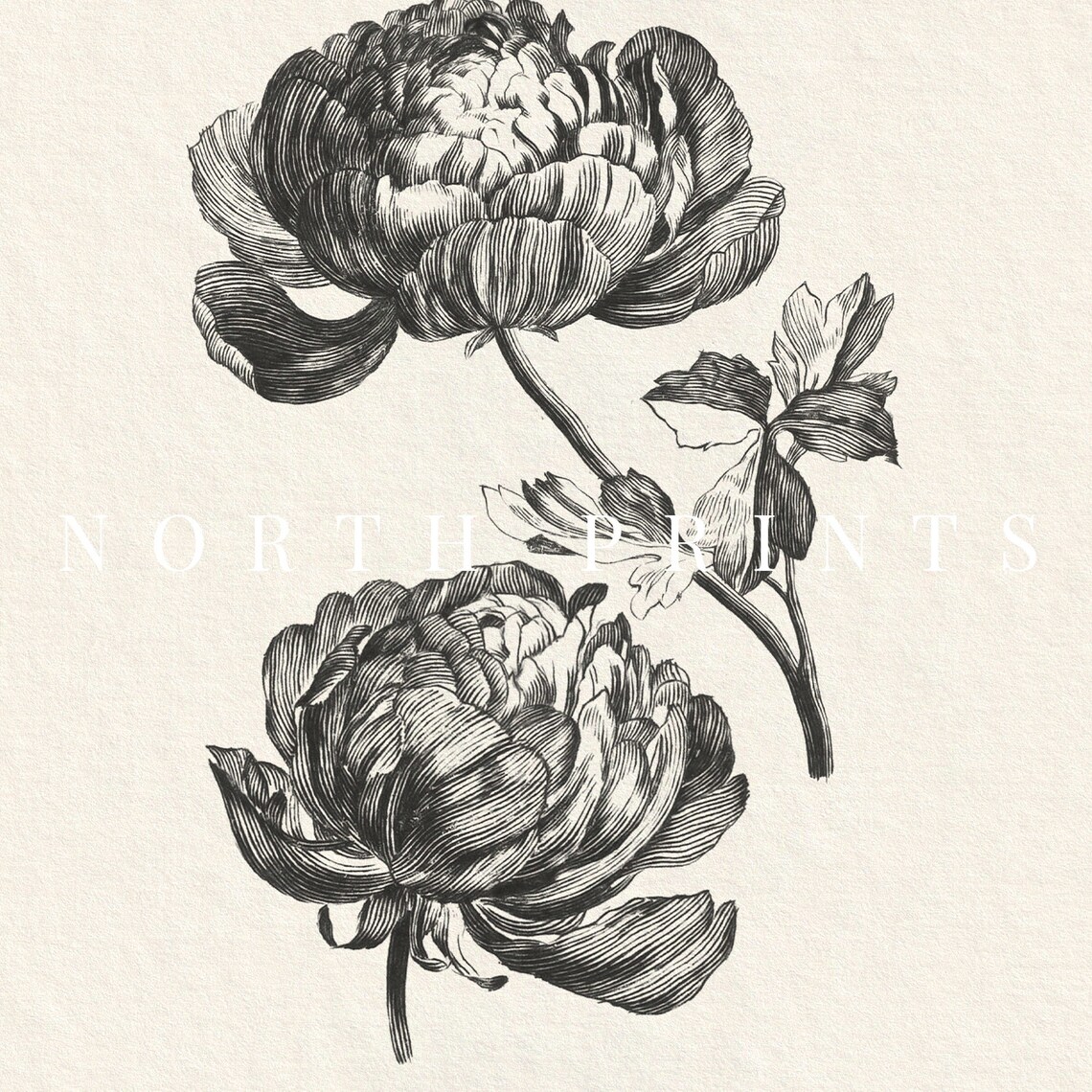Antique Peony Sketch, Vintage Botanical Art Print - Image 4
