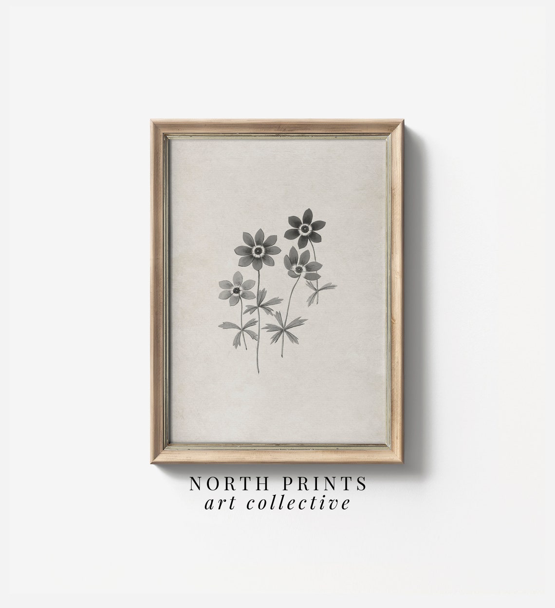 Gray Anemone Flower Botanical Illustration Vintage Nursery Wall Art