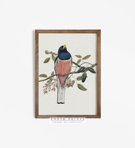 Vintage Bird Nursery Art, Country Farmhouse Print