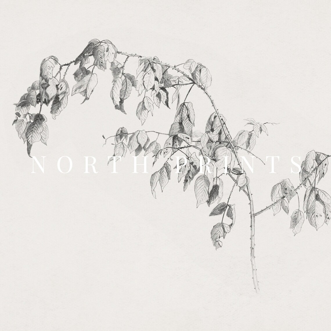 Botanical Sketch, Neutral Minimalist Vintage Drawing - Image 2