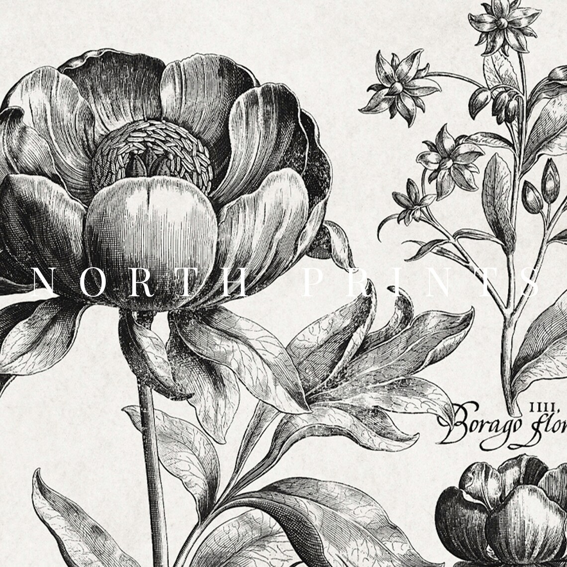 Vintage Botanical Drawing, Rustic Flower Study - Image 4